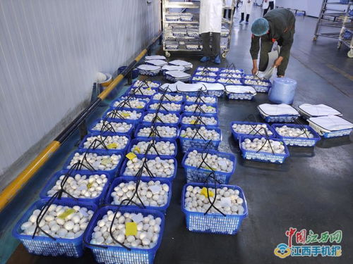 江西中田投資12億工廠化生產有機蘑菇，開啟現代農業新篇章